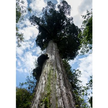 Lais Puzzle - Tausendjährige Lärche im Alerce Andino Nationalpark - 100, 200, 500 & 1.000 Teile