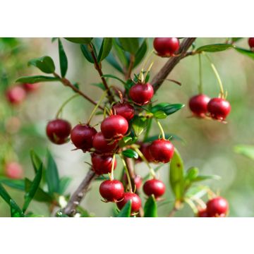 Lais Puzzle - Süße wilde Früchte, die im Süden Chiles wachsen und als Murta bekannt sind. Ihr wissenschaftlicher Name ist Ugni Molinae - 100, 200, 500 & 1.000 Teile