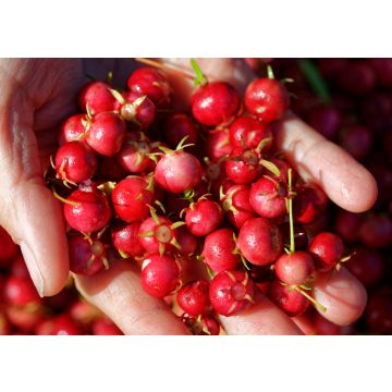 Lais Puzzle - Süße wilde Früchte, die im Süden Chiles wachsen und als Murta bekannt sind. Ihr wissenschaftlicher Name ist Ugni Molinae - 100, 200, 500 & 1.000 Teile