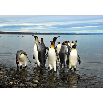 Lais Puzzle - Magellan-Pinguine in Feuerland - 100, 200, 500 & 1.000 Teile