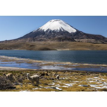 Lais Puzzle - Lama (Lama glama) vor dem Vulkan Parinacota, Höhe 6348 m, Chungar-See, Lauca-Nationalpark, Putre, Parinacota, Region Arica und Parinacota, Chile, Südamerika - 100, 200, 500 & 1.000 Teile