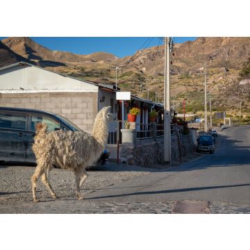 Lais Puzzle - Lama geht in einer Straße von Putre, Chile - 100, 200, 500 & 1.000 Teile