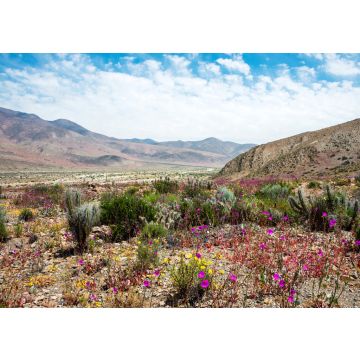 Lais Puzzle - Blühende Wüste (Spanisch: desierto florido) Atacama, Chile - 100, 200, 500 & 1.000 Teile