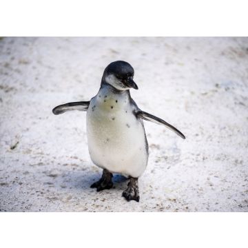 Lais Puzzle - Humboldt-Pinguin alias Spheniscus humboldti ist ein südamerikanischer Pinguin, der hauptsächlich im Nationalreservat Pinguino de Humbold lebt - 100, 200, 500 & 1.000 Teile