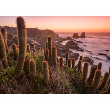Lais Puzzle - Kaktus am Strand, Chile - 100, 200, 500 & 1.000 Teile