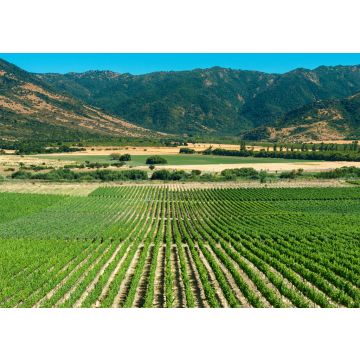 Lais Puzzle - Colchagua Tal, Chile - 100, 200, 500 & 1.000 Teile