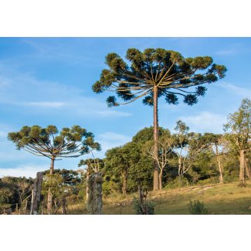 Lais Puzzle - Araucaria-Baum am sonnigen Tag im ländlichen Bereich, Chile - 100, 200, 500 & 1.000 Teile