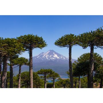 Lais Puzzle - Vulkan Llaima, Chile - 100, 200, 500 & 1.000 Teile