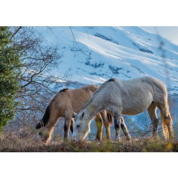 Lais Puzzle - Pferde im biologischen Reservat Huilo Huilo, Chile - 100, 200, 500 & 1.000 Teile