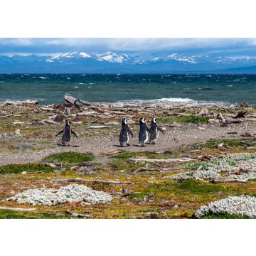 Lais Puzzle - Magellan-Pinguine in natürlicher Umgebung - Seno Otway Penguin, Chile - 100, 200, 500 & 1.000 Teile