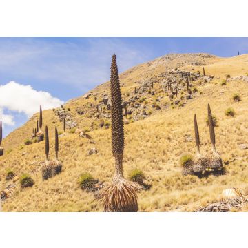 Lais Puzzle - Puya raimondii, auch als Königin der Anden oder puya de Raimondi bekannt, ist die größte Bromelienart und erreicht eine Höhe von bis zu 15 Metern. Weiße Kordilleren, Peru - 100, 200, 500 & 1.000 Teile