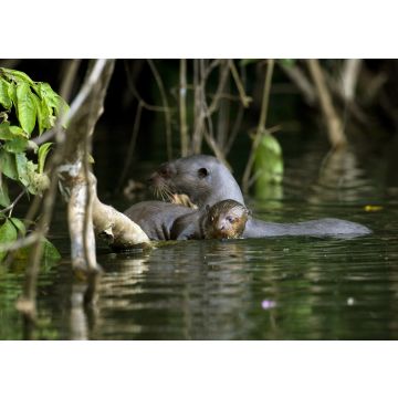 Lais Puzzle - Riesenotter, pteronura brasiliensis, Erwachsene und junge Stehende im Fluss Madre de Dios, Manu Parc in Peru - 100, 200, 500 & 1.000 Teile