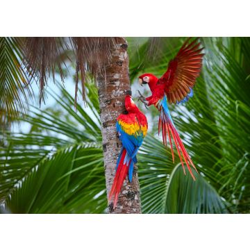 Lais Puzzle - Zwei Ara macao, Scharlachara, Paar große, rot gefärbte, amazonische Papageien in der Nähe des Nistplatzes auf einer Palme, ausgestreckte Flügel, langer roter Schwanz gegen feuchten Wald. Manu-Nationalpark, Peru, Amazonasbecken - 100, 200...