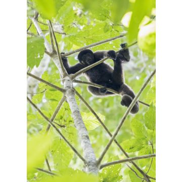 Lais Puzzle - Peru, Manu-Nationalpark, Schwarzer Heuler im Baum - 100, 200, 500 & 1.000 Teile