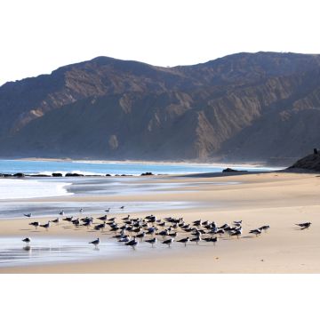 Lais Puzzle - Möwen rasten auf dem Sand am Strand von Cabo Blanco im Norden Perus - 100, 200, 500 & 1.000 Teile
