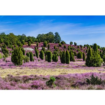 Lais Puzzle - Lüneburger Heide in Deutschland - 100, 200, 500 & 1.000 Teile