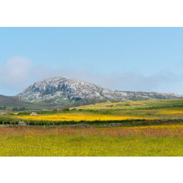Lais Puzzle - Holyhead Mountain, (der walisische Name ist Mynydd Twr) über den Feldern mit Butterblumen und Wildblumen. In Holyhead Anglesey Nordwales - 100, 200, 500 & 1.000 Teile
