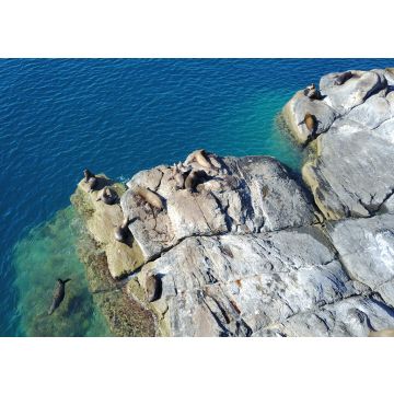 Lais Puzzle - Seelöwen auf der Insel Coronado - 100, 200, 500 & 1.000 Teile