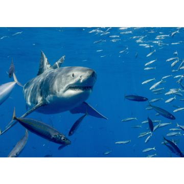 Lais Puzzle - Käfigtauchen mit dem Weissen Hai auf der Isla Guadalupe, Mexiko - 100, 200, 500 & 1.000 Teile