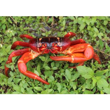 Lais Puzzle - Roter Weihnachtsinselkrebs (Gecarcoidea natalis), Australien - 100, 200, 500 & 1.000 Teile