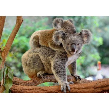 Lais Puzzle - Koala mit Baby auf dem Rücken - 100, 200, 500 & 1.000 Teile