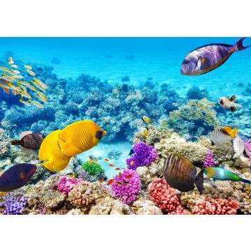 Lais Puzzle - Unterwasserwelt mit Korallen und tropischen Fischen, Queensland, Australien - 100, 200, 500 & 1.000 Teile