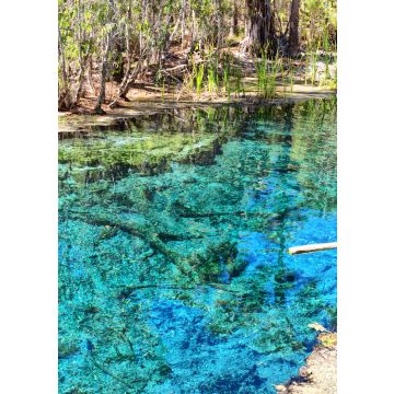 Lais Puzzle - Palmen am Mataranka River in Australien haben eine natürliche Schönheit mit schönem blauen Wasser, im Northern Territory, Australien - 100, 200, 500 & 1.000 Teile
