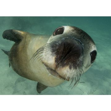 Lais Puzzle - Australischer Seelöwe Unterwasser-Porträtfoto - 100, 200, 500 & 1.000 Teile