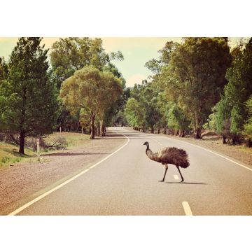 Lais Puzzle - Emu beim Überqueren der Straße im Flinders Ranges National Park, Australien - 100, 200, 500 & 1.000 Teile