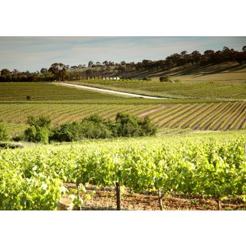 Lais Puzzle - Weingut Weinberge mit Reihen von konturierten Reben und Trauben, im Clare Valley, Südaustralien - 100, 200, 500 & 1.000 Teile