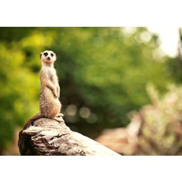 Lais Puzzle - Erdmännchen, Zoo Adelaide, Australien - 100, 200, 500 & 1.000 Teile