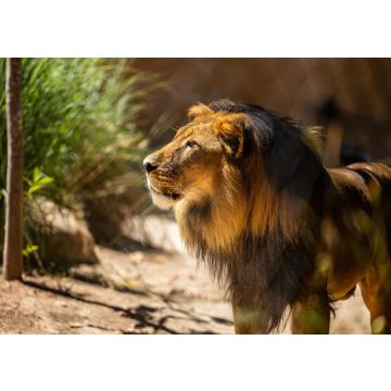 Lais Puzzle - Löwe im Zoo Adelaide, Australien - 100, 200, 500 & 1.000 Teile