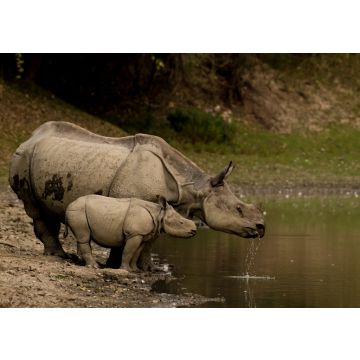 Lais Puzzle - Großes Indisches Nashorn und sein Kalb im Kaziranga National Park, Indien - 100, 200, 500 & 1.000 Teile