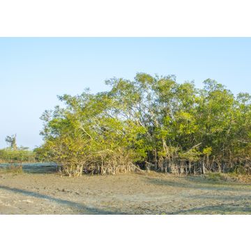 Lais Puzzle - Eine Pflanzenlandschaft im Dibru-Saikhowa-Nationalpark, Indien - 100, 200, 500 & 1.000 Teile