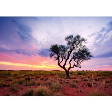 Lais Puzzle - Ein Hakea-Baum steht allein im australischen Outback während des Sonnenuntergangs. Pilbara-Region, Westaustralien, Australien - 100, 200, 500 & 1.000 Teile