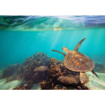 Lais Puzzle - Schildkröte schwimmt unter Wasser am Ningaloo Riff, Westaustralien - 100, 200, 500 & 1.000 Teile