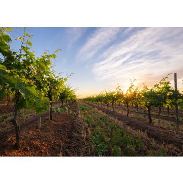 Lais Puzzle - Weingut Hunter Valley, Australien - 100, 200, 500 & 1.000 Teile