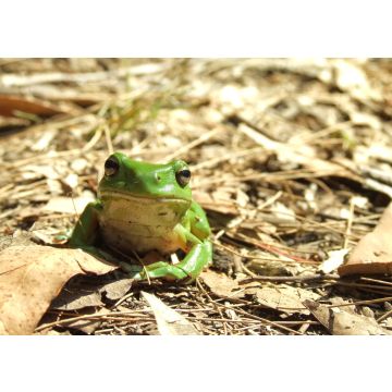 Lais Puzzle - Grüner Laubfrosch in der Laubstreu des Waldes, Australien - 100, 200, 500 & 1.000 Teile