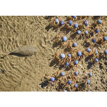 Lais Puzzle - Krötenfisch auf der Jagd nach Soldatenkrabben am Uferrand zum Mittagessen - 100, 200, 500 & 1.000 Teile