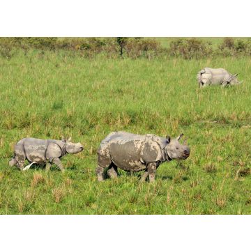Lais Puzzle - Ein gehörntes Nashorn auf der Wiese des Pobitora Wildlife Sanctuary, Indien - 100, 200, 500 & 1.000 Teile
