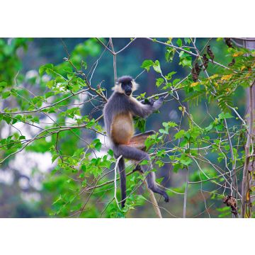 Lais Puzzle - Kappenlangur, Trachypithecus pileatus, Nameri National Park, Indien - 100, 200, 500 & 1.000 Teile