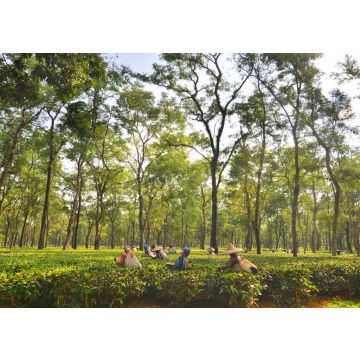 Lais Puzzle - Teegartenarbeiterinnen pflücken Teeblätter in Assam - Indien - 100, 200, 500 & 1.000 Teile