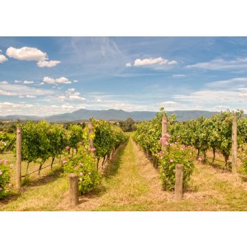 Lais Puzzle - Reihen von Reben in einem Weinberg im Yarra Valley - Yarra Glen, Victoria, Australien - 100, 200, 500 & 1.000 Teile