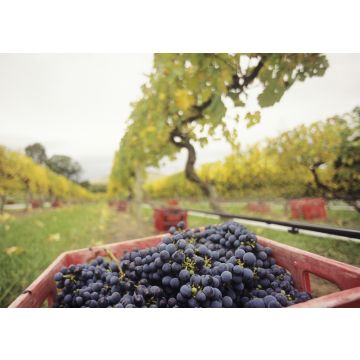Lais Puzzle - Schwarze Trauben in Kiste auf Weinberg Yarra Valley Victoria Australien - 100, 200, 500 & 1.000 Teile