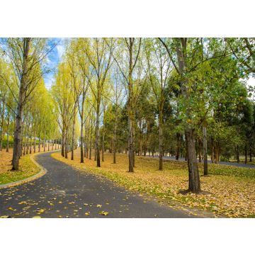 Lais Puzzle - Englische Bäume und Boden mit Herbstlaub bedeckt, Yarra Valley, Tarrawarra, Melbourne, Australien - 100, 200, 500 & 1.000 Teile