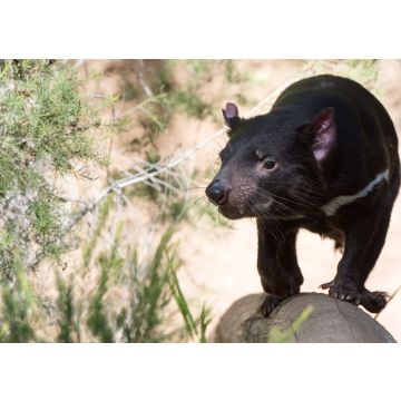 Lais Puzzle - Tasmanien Teufel Nahaufnahme Porträt, Australien - 100, 200, 500 & 1.000 Teile