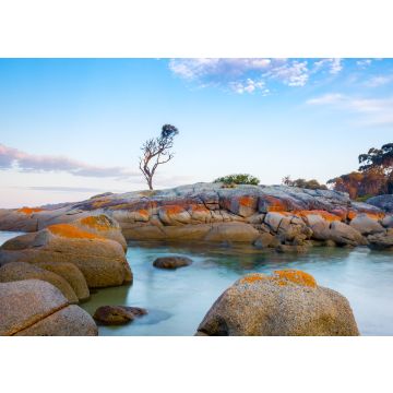 Lais Puzzle - Ein einzelner Baum wächst auf einem Granitfelsen in der Bay of Fires, an der Ostküste von Tasmanien, Australien - 100, 200, 500 & 1.000 Teile
