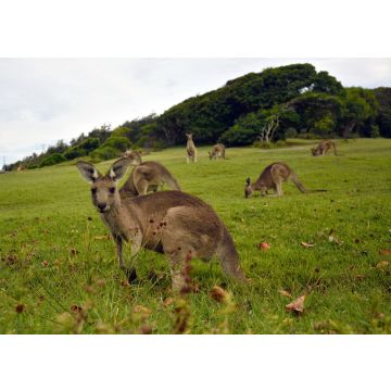 Lais Puzzle - Kängurus in der Nähe eines Pazifikstrandes in Australien - 100, 200, 500 & 1.000 Teile