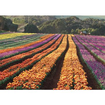 Lais Puzzle - Tulpen von Wynyard Tasmanien, Australien - 100, 200, 500 & 1.000 Teile