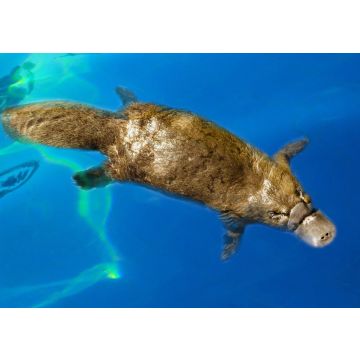 Lais Puzzle - Burnie, Tasmanien, Australien: Schnabeltier (Ornithorhynchus anatinus) beim Schwimmen im Blue River - 100, 200, 500 & 1.000 Teile